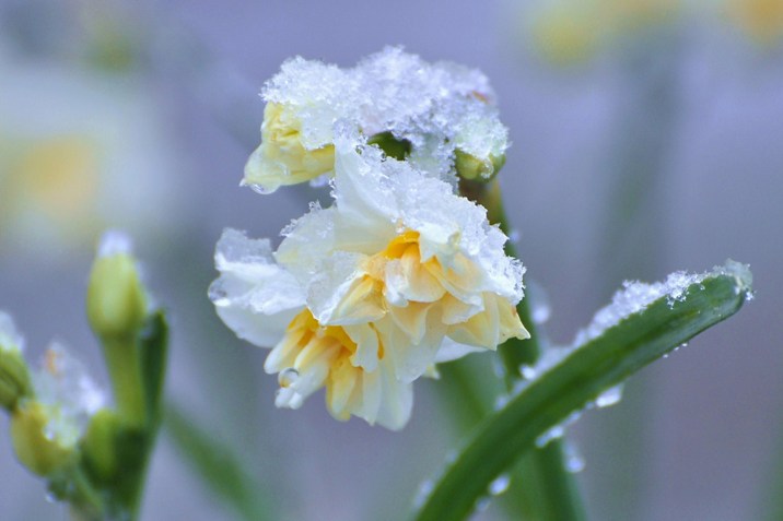 雪の花*_a0146195_115657.jpg