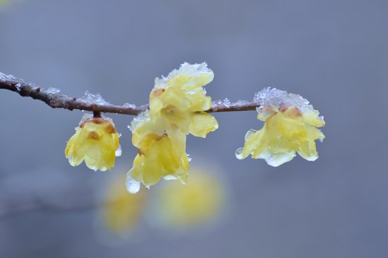 雪の花*_a0146195_1162036.jpg