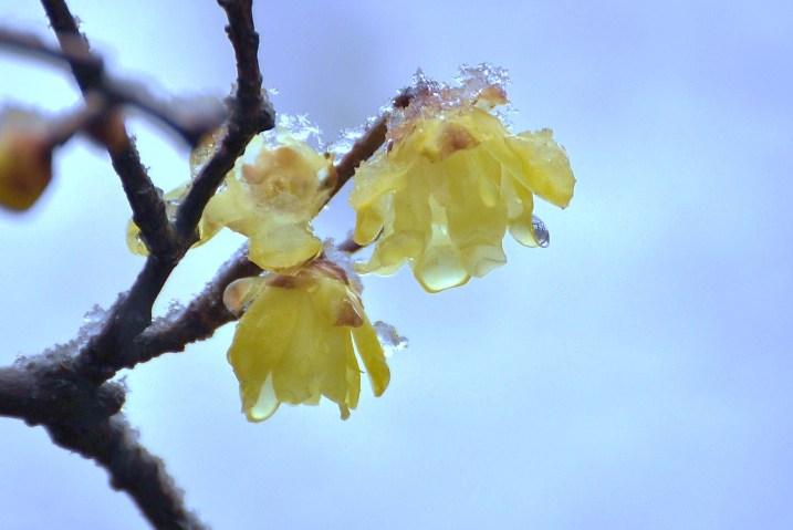 雪の花*_a0146195_1164073.jpg