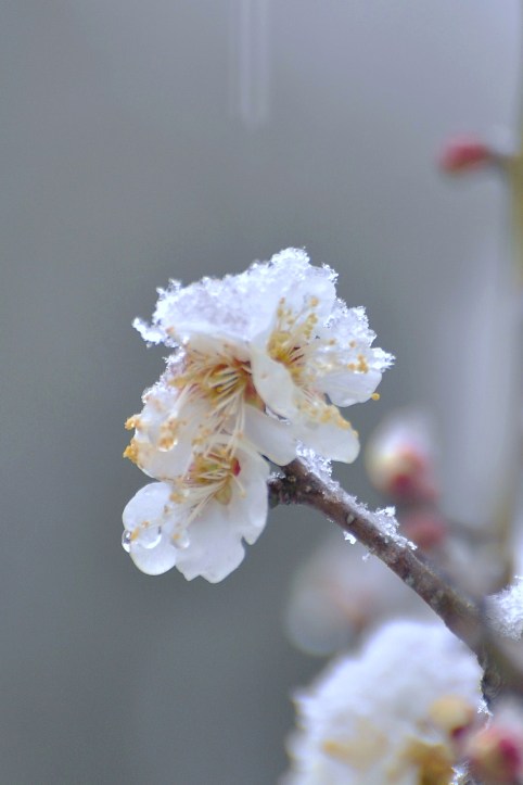 雪の花*_a0146195_1173398.jpg