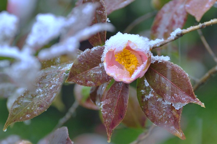 雪の花*_a0146195_1185398.jpg