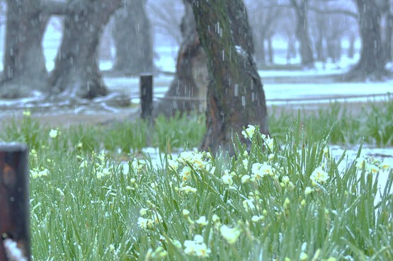 雪の花*_a0146195_119558.jpg