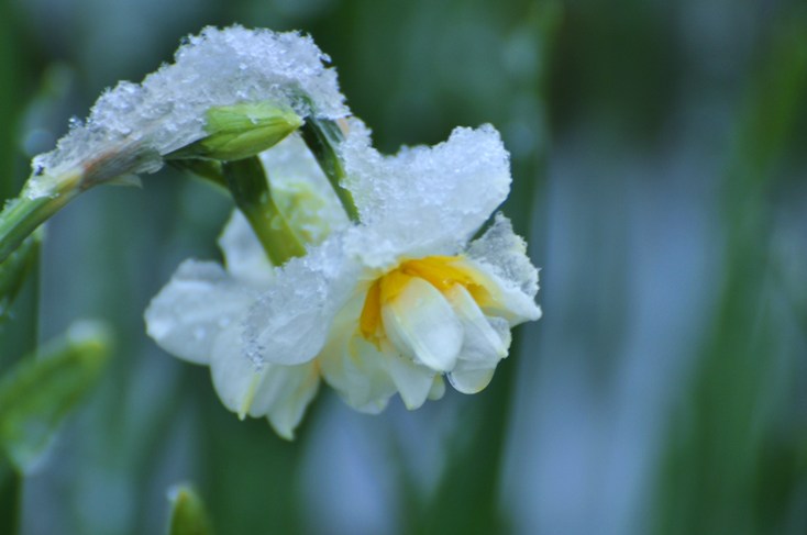 雪の花*_a0146195_1304198.jpg