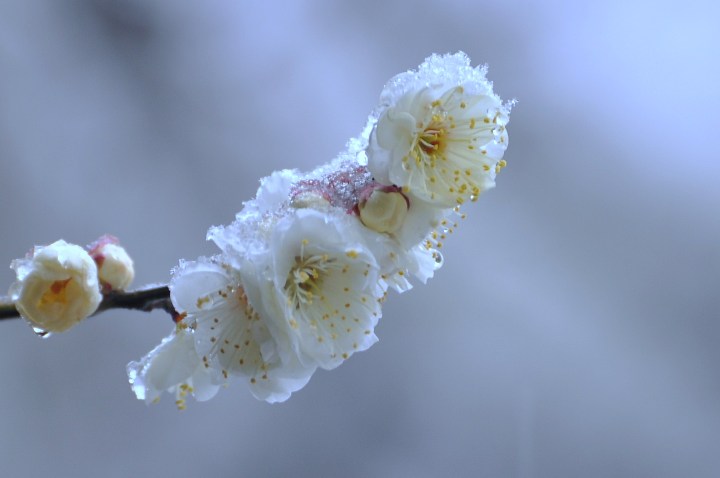 雪の花*_a0146195_716362.jpg