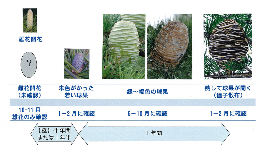 話題のヒマラヤスギ 自然観察大学ブログ