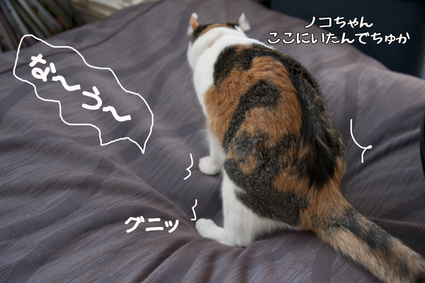 引きこもり猫ノコちゃん_b0141397_1110124.jpg