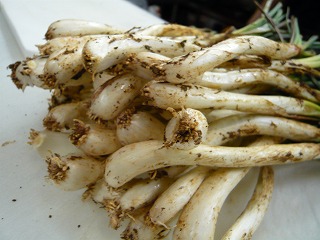 藁焼きの土佐つくり!_f0157910_16282960.jpg
