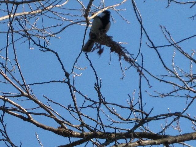 四十雀(シジュウカラ)_b0093221_7241499.jpg