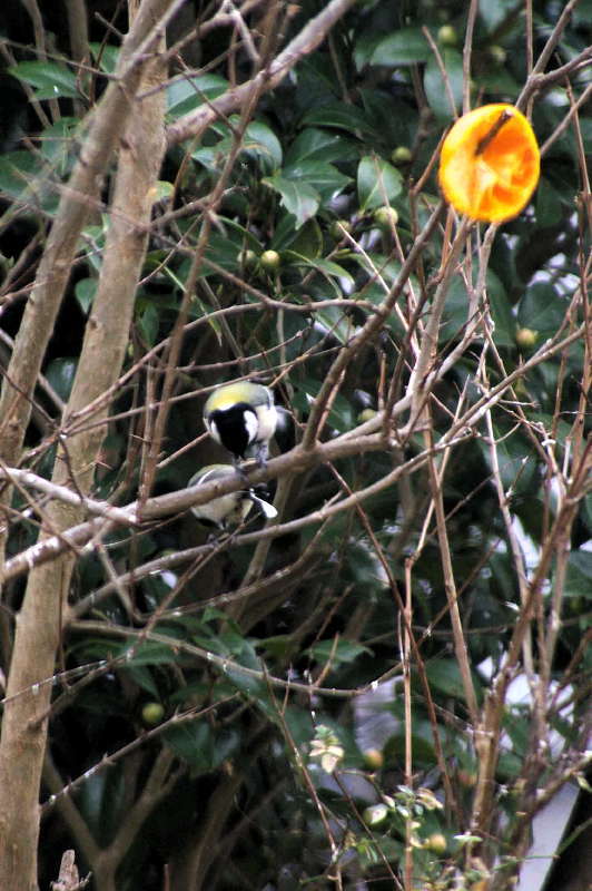 今年になって姿を見せた野鳥たち（五）_d0018223_733435.jpg