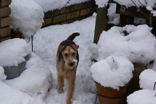 雪の日_d0142635_20121025.jpg