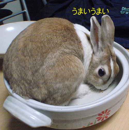 うさぎ鍋 再び びーち はうす うさぎ鍋 再び びーち はうす