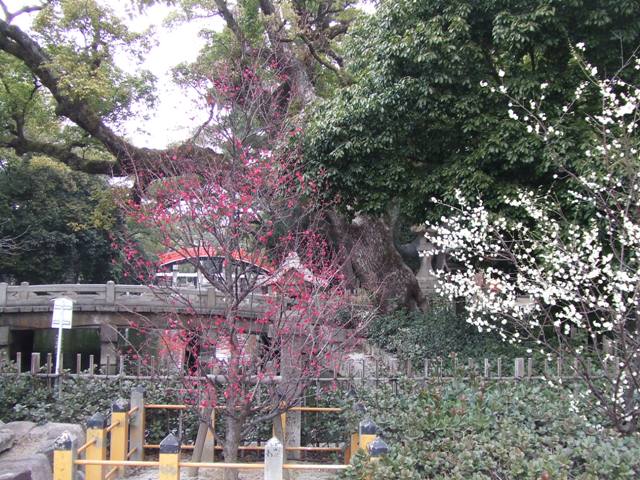 Plum Blossoms in Sumiyoshi Grand Shrine_e0046748_17552315.jpg