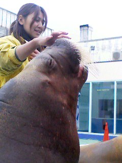 セイウチ編 二見シーパラダイス 希美ログ