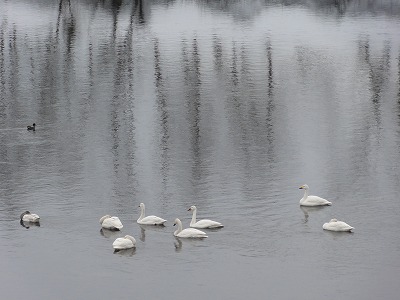 今日の白鳥_a0084753_13383828.jpg