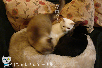 虫の居所が悪い日もある_e0031853_23261977.jpg