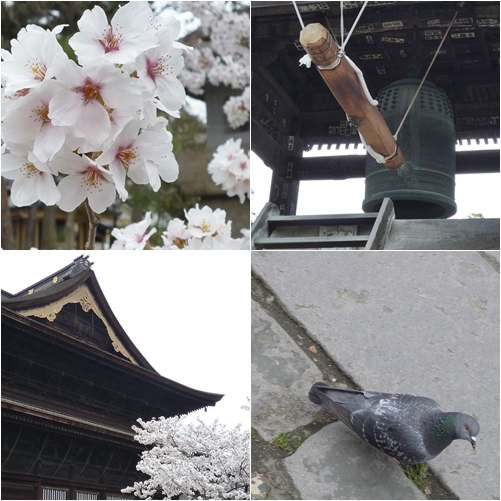 春の善光寺_a0160657_1754210.jpg