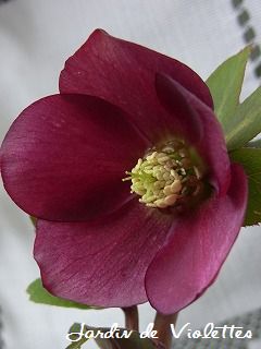 e0118257_1725649.jpg