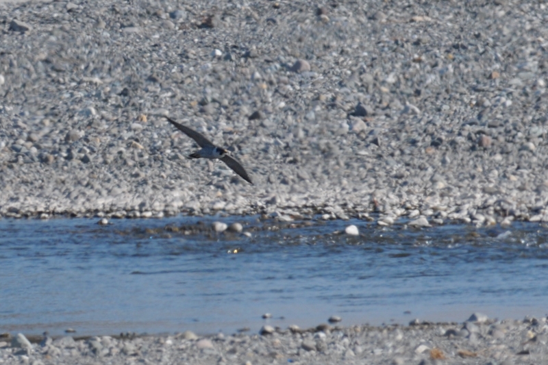 ハヤブサ　若鳥＆成鳥_f0053272_12172661.jpg