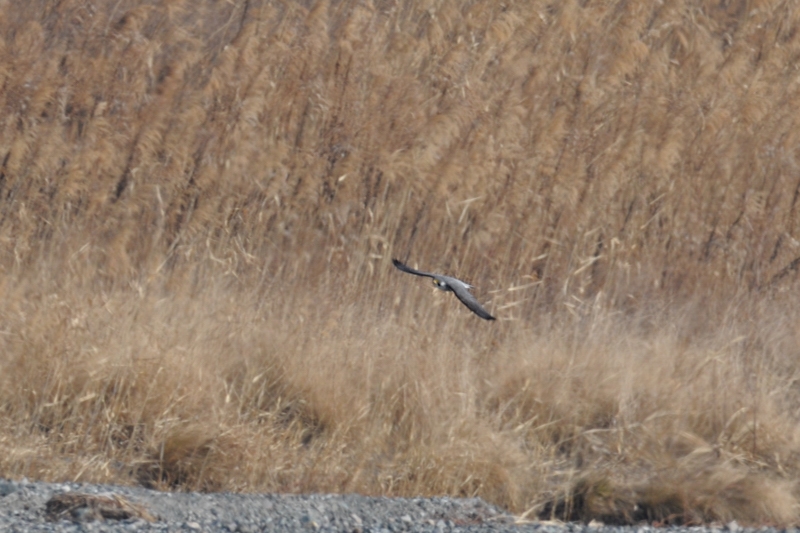 ハヤブサ　若鳥＆成鳥_f0053272_12182611.jpg