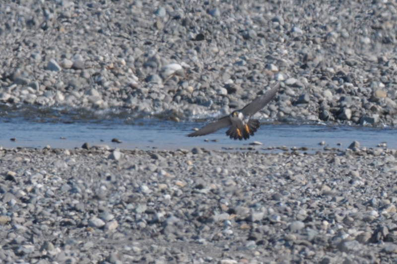 ハヤブサ 若鳥&成鳥_f0053272_12185134.jpg