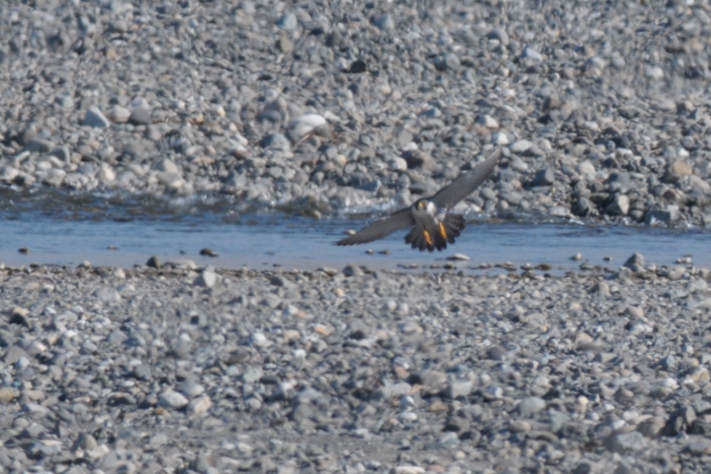 ハヤブサ　若鳥＆成鳥_f0053272_12185134.jpg