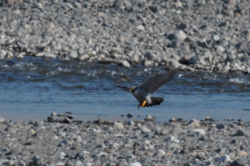 ハヤブサ　若鳥＆成鳥_f0053272_12202959.jpg