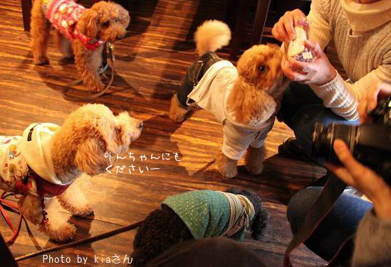 トイプー祭り in Akari cafe_d0080673_2336233.jpg