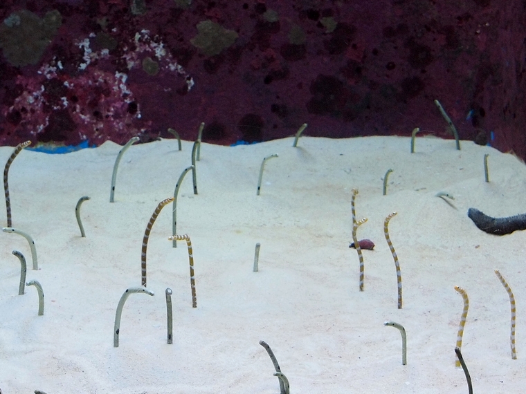 沖縄美ら海水族館その2_e0222575_13402613.jpg