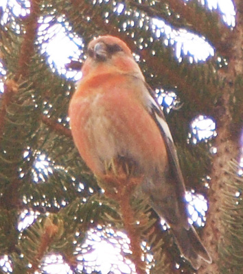 f0159390_11401227.jpg