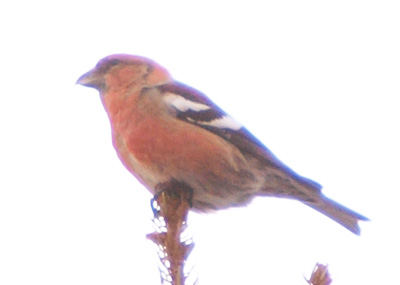 f0159390_1142139.jpg