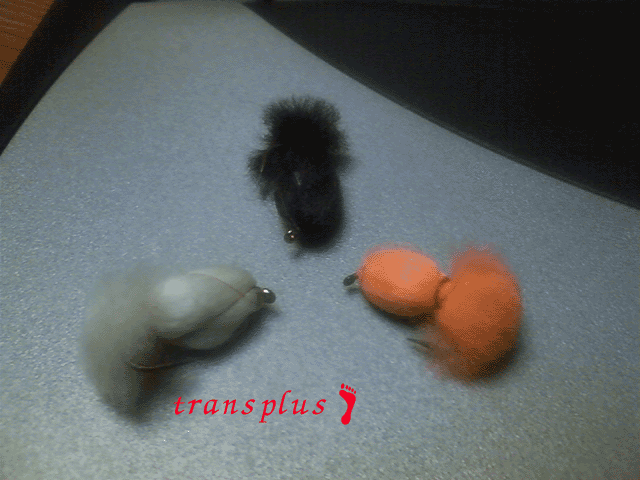 b0031493_2327723.gif