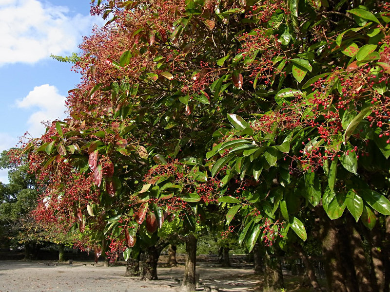 サンゴジュ（舞鶴公園 2010/10/28撮影）_f0204094_21154677.jpg