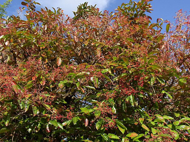 サンゴジュ（舞鶴公園 2010/10/28撮影）_f0204094_21161251.jpg