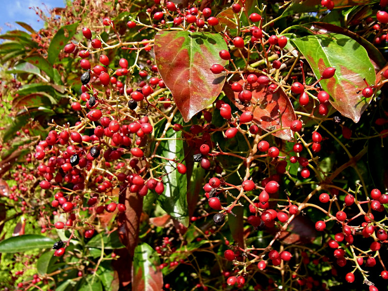 サンゴジュ（舞鶴公園 2010/10/28撮影）_f0204094_21163282.jpg