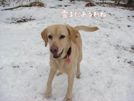 4月中旬並みの陽気_f0064906_19311573.jpg