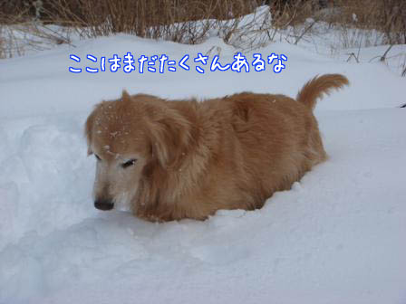 4月中旬並みの陽気_f0064906_19353319.jpg