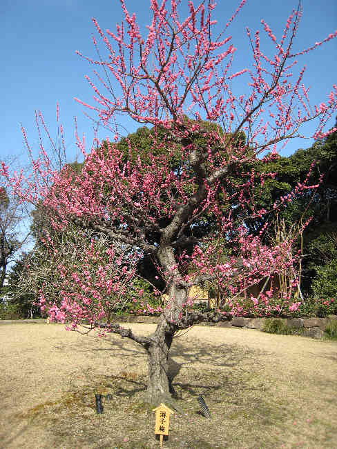 早春の徳川園　　その1_d0154609_15355876.jpg