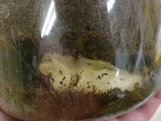巨大な蛹室を作ったニジイロクワガタ その後 たっちゃんの昆虫観察日記 巨大な蛹室を作ったニジイロクワガタ その後 たっちゃんの昆虫観察日記