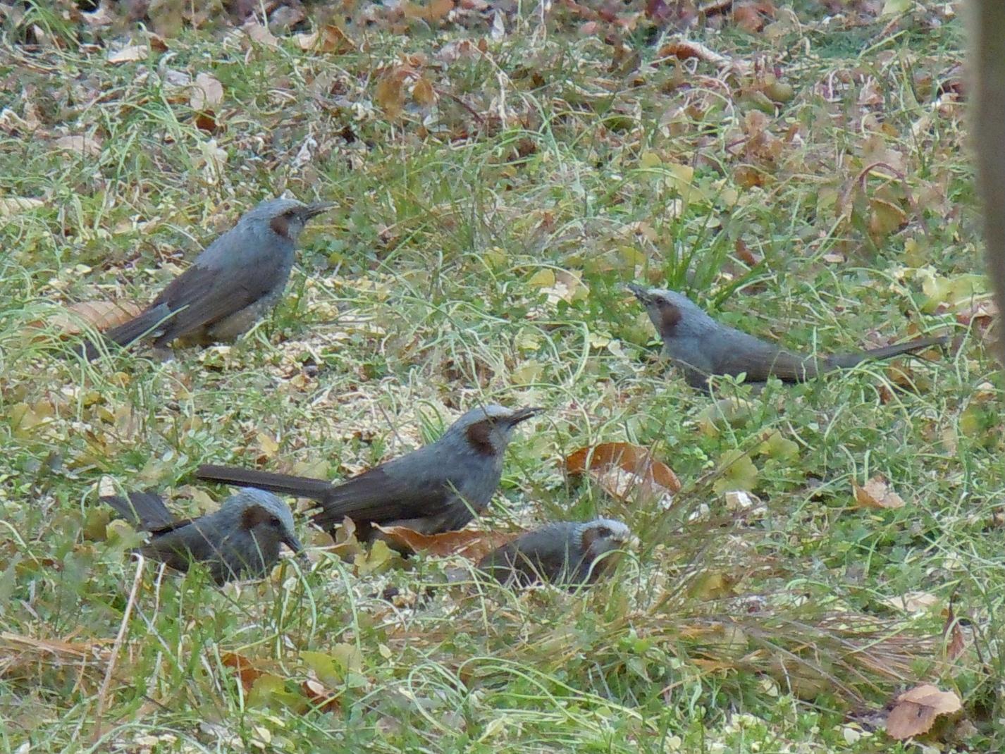 ヒヨドリ 鵯 って高貴な鳥 椿壽菴だより