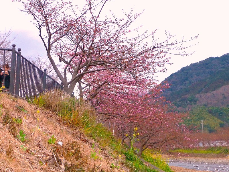 河津桜はこれからが見頃_f0182513_237455.jpg