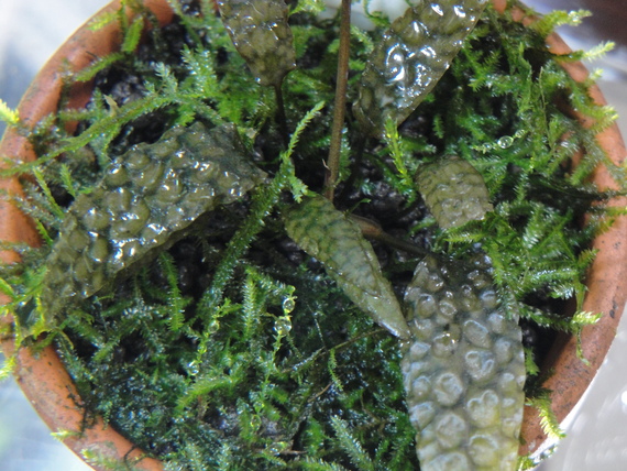 【30％OFF】 キー クリプトコリネ バウ(2) FOREST RAIN : 水草