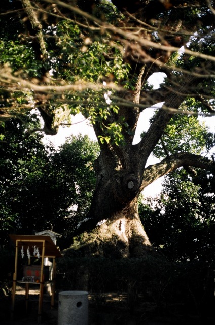 壷井神社　コニカＣ35ＦＤ_e0149335_20111128.jpg