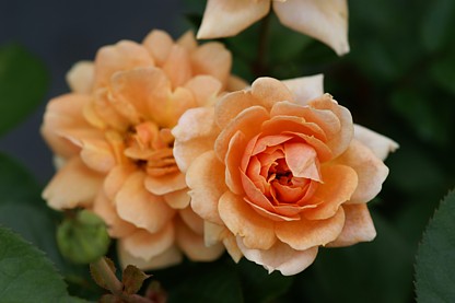 c0193639_18103491.jpg