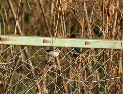 用水路の地面に降りたシジュウカラ Japanese Tit_f0206939_22495530.jpg