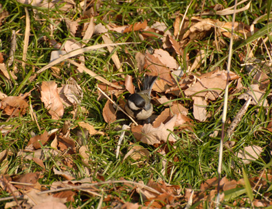 用水路の地面に降りたシジュウカラ Japanese Tit_f0206939_22504939.jpg