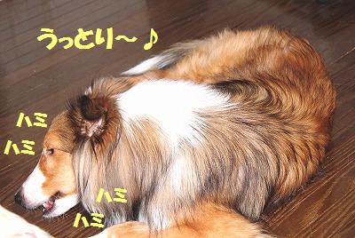 トラちゃんのぬいぐるみ♪_e0195743_1458561.jpg