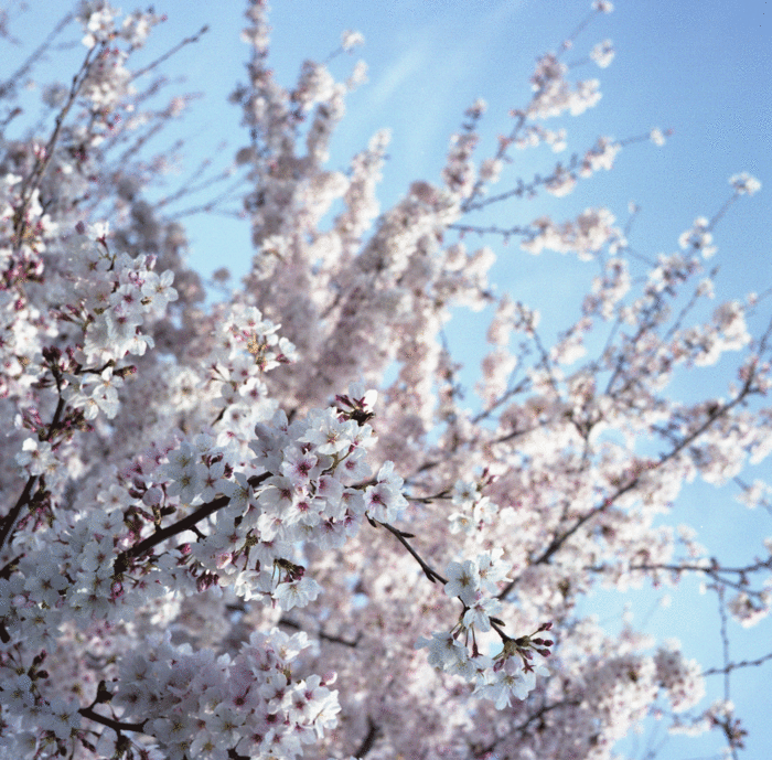 e0136745_1511769.gif