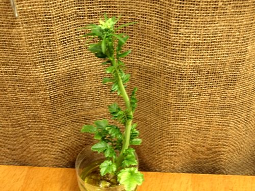 ☆またまた大根の花がさくかな?☆_c0092953_22294887.jpg