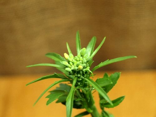 ☆またまた大根の花がさくかな?☆_c0092953_22295887.jpg