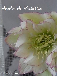 e0118257_18314281.jpg